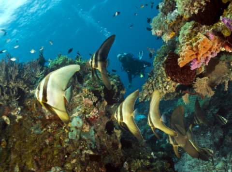 bat fish swimming amongst the coral