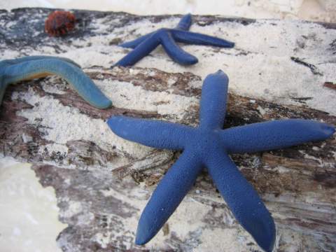 three blue starfish