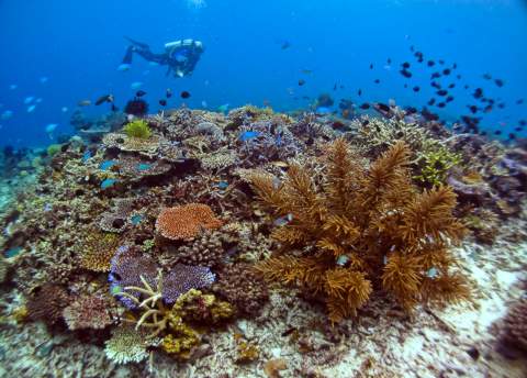 vibrant coral surrounded by fish