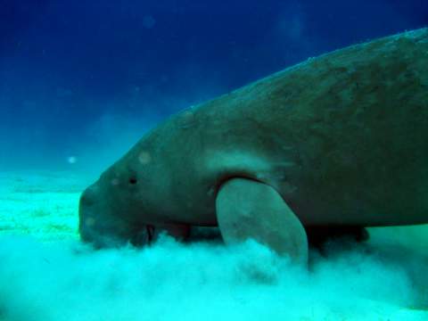 the rare dugong in the philippines