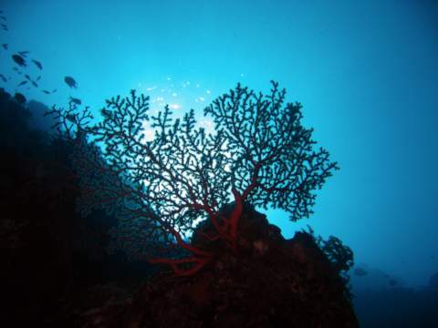 fan corals bathed in sunlight