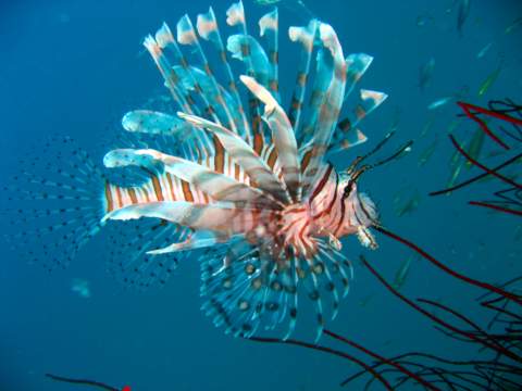 beautiful tropical lion fish