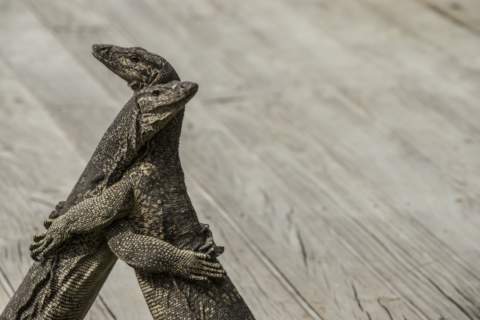 Two lizards standing up and hugging