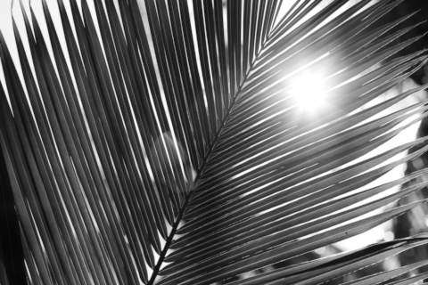 Sun shining through palm leaf