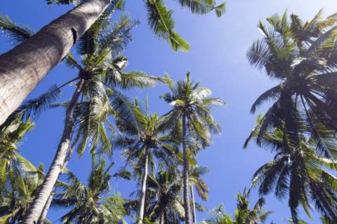 Tall palm trees bathed in midday sunlight