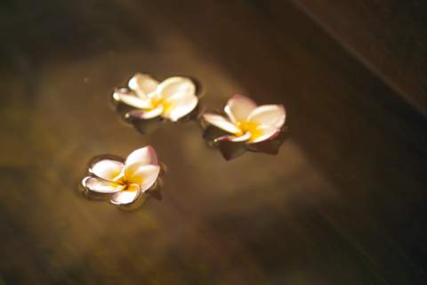 gorgeous flowers floating in spa water