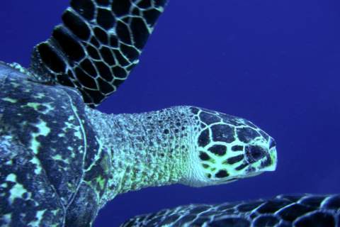 getting close with a filipino sea turtle